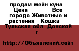 продам мейн куна › Цена ­ 15 000 - Все города Животные и растения » Кошки   . Тульская обл.,Донской г.